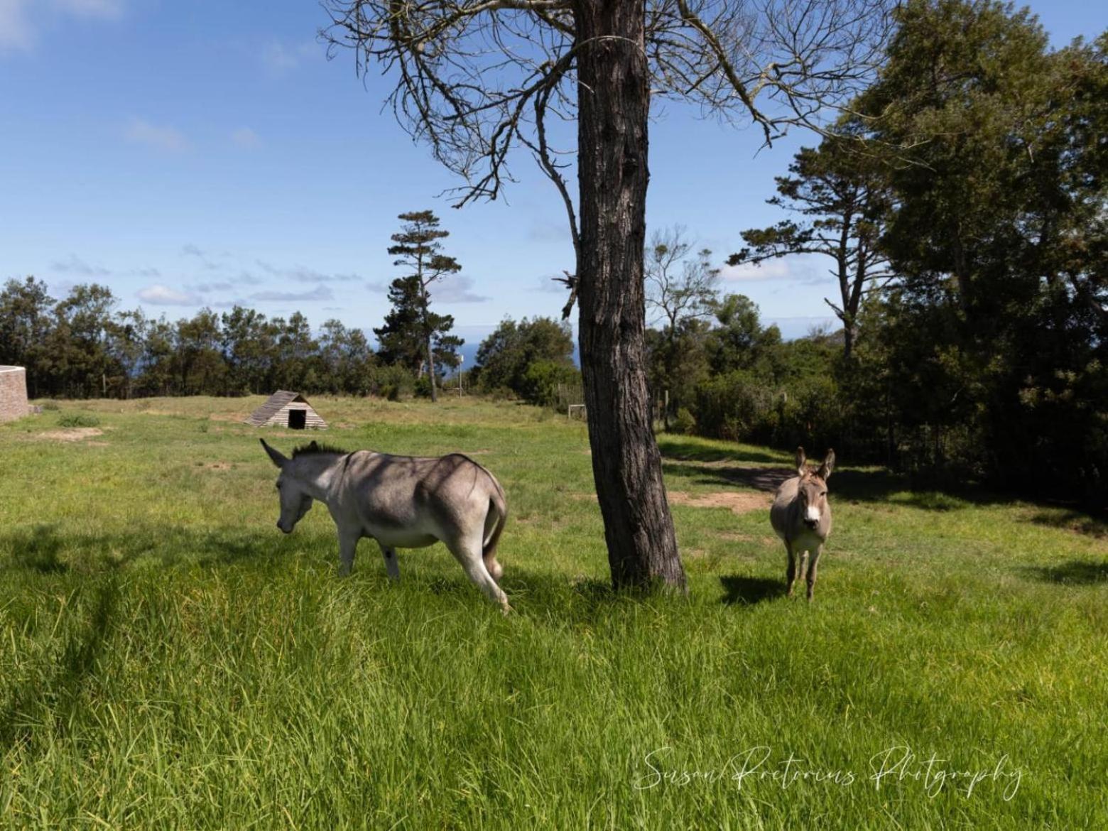 Apartmán Dunkes Organic Equestrian Estate George Exteriér fotografie